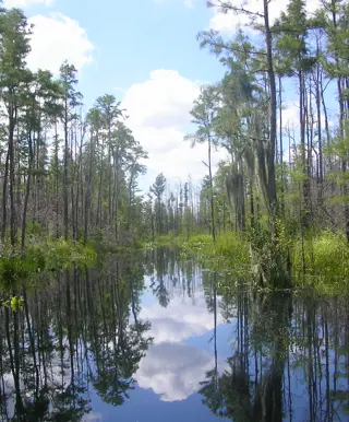 Erkunde das Okefenokee Swamp